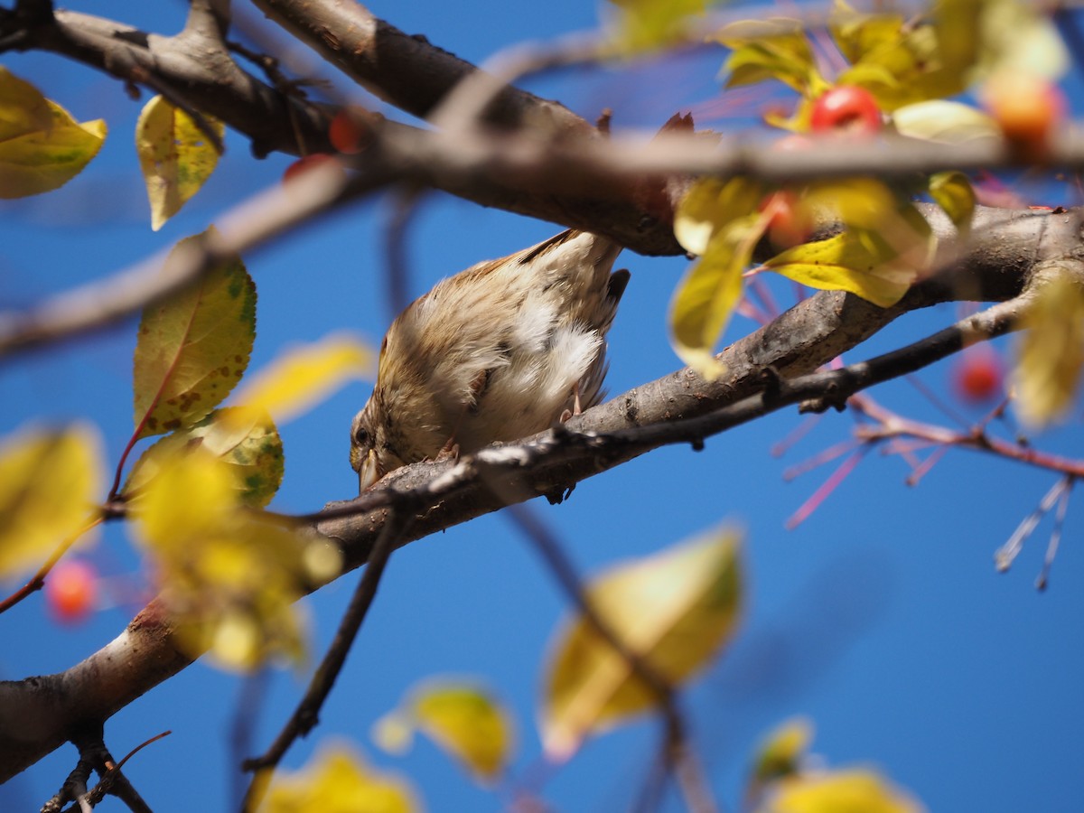White-throated Sparrow - ML646534512
