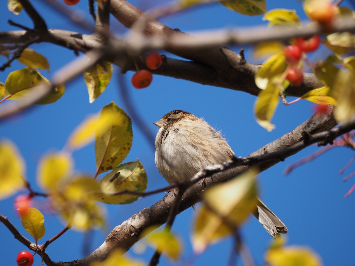 White-throated Sparrow - ML646534513