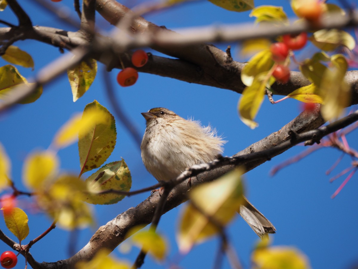 White-throated Sparrow - ML646534514