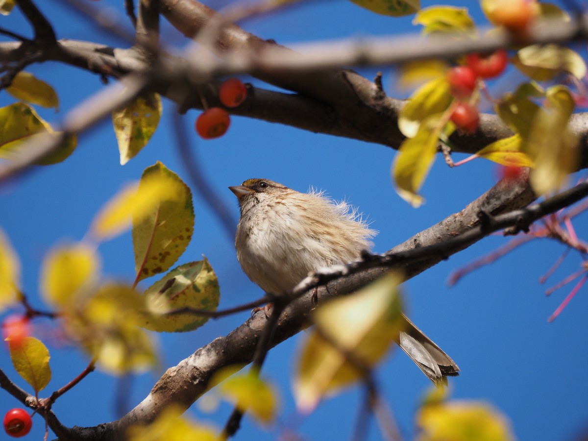 White-throated Sparrow - ML646534515