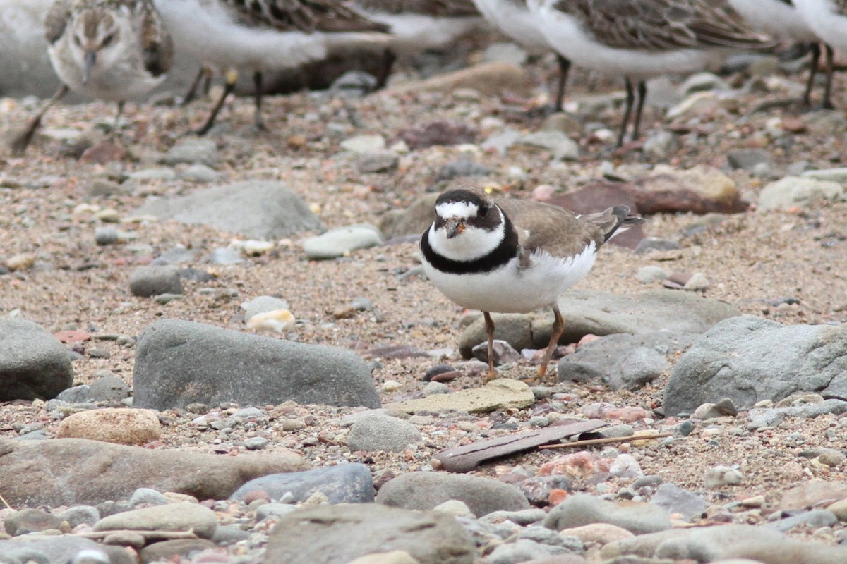 Semipalmated Plover - ML646534516