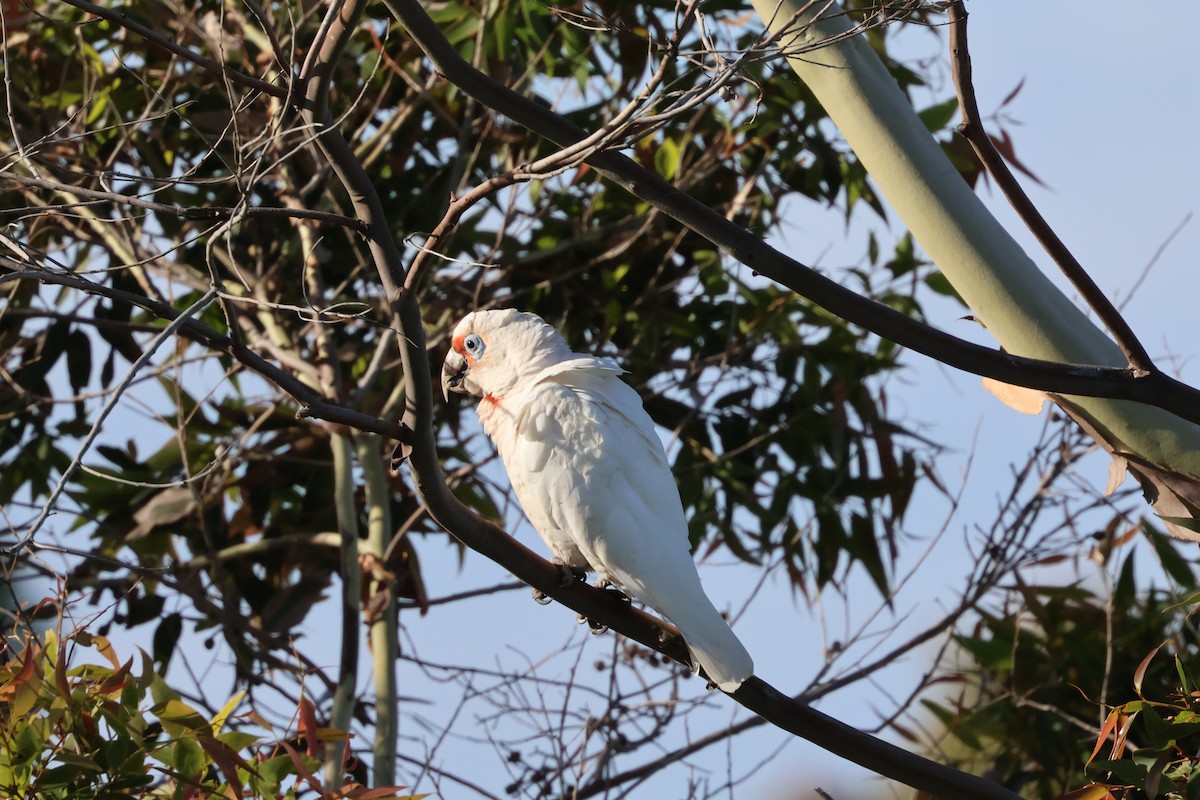 Носатый какаду - ML646534517