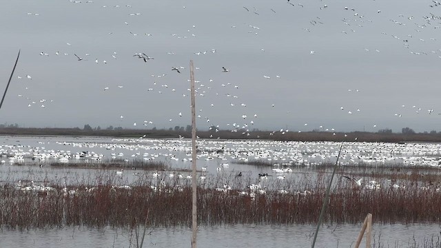 Snow Goose - ML646534518