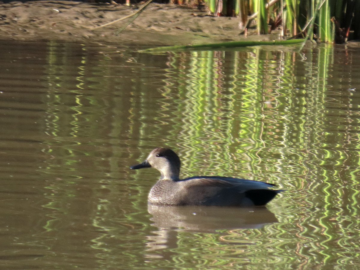 Gadwall - ML646534520