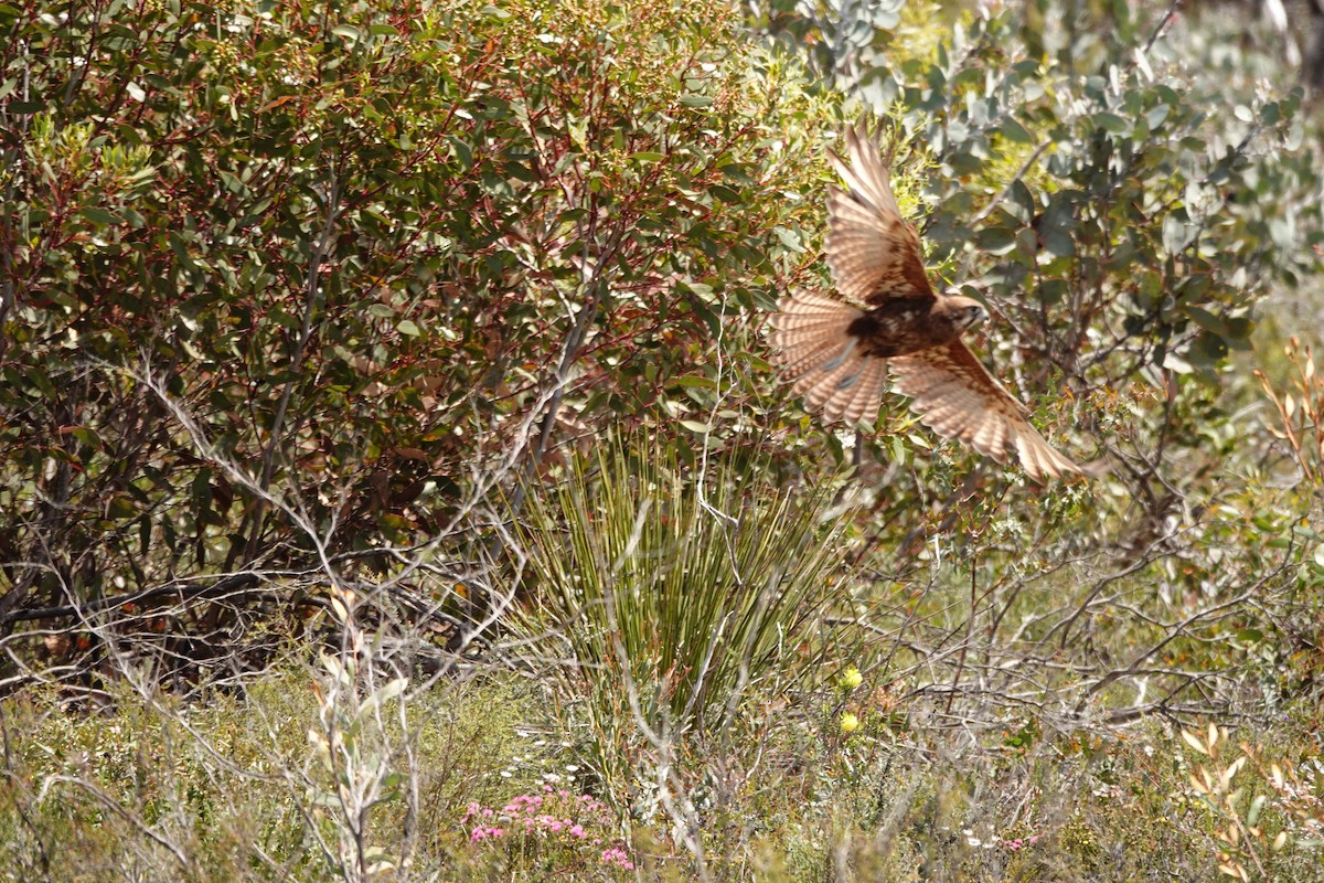 Halcón Berigora - ML646534521