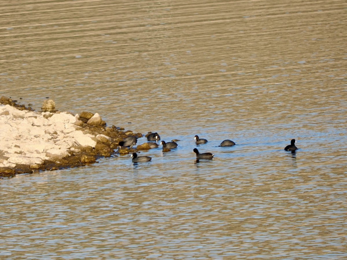 Focha Americana - ML646534522