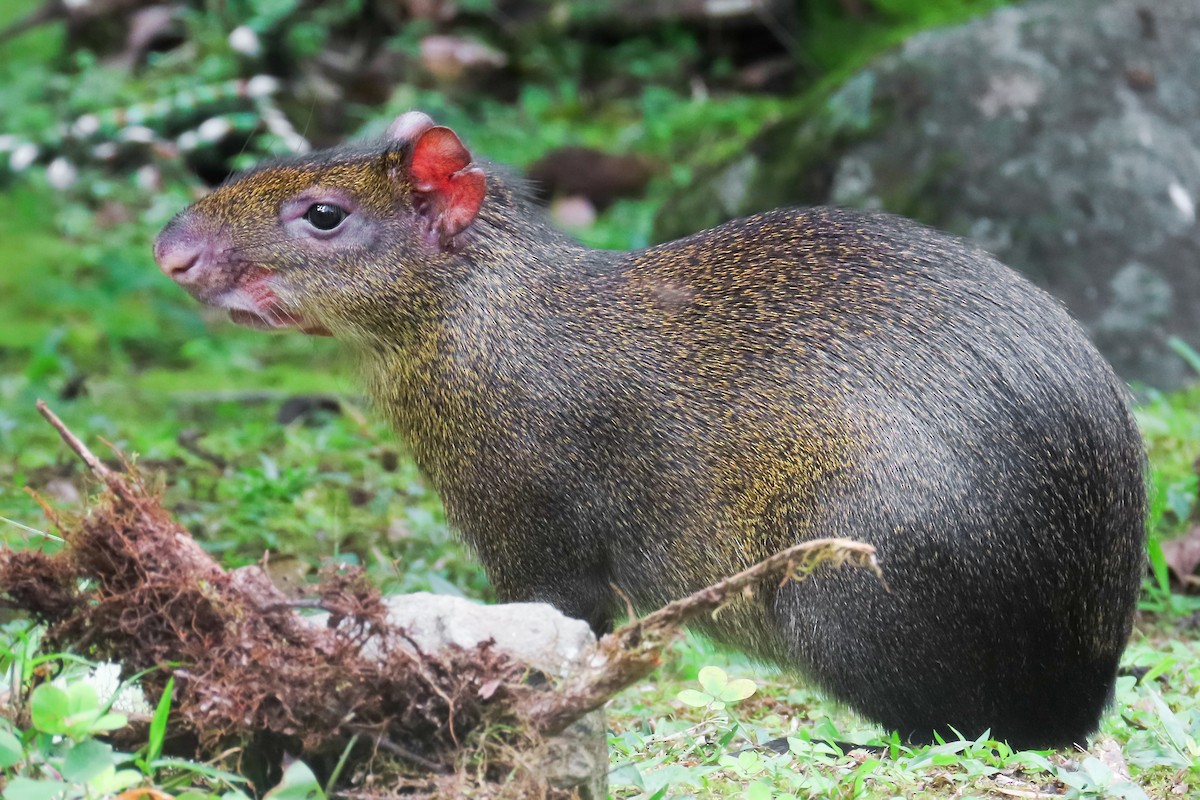 Brown Agouti - ML646534523