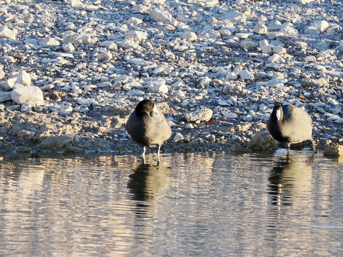Focha Americana - ML646534524