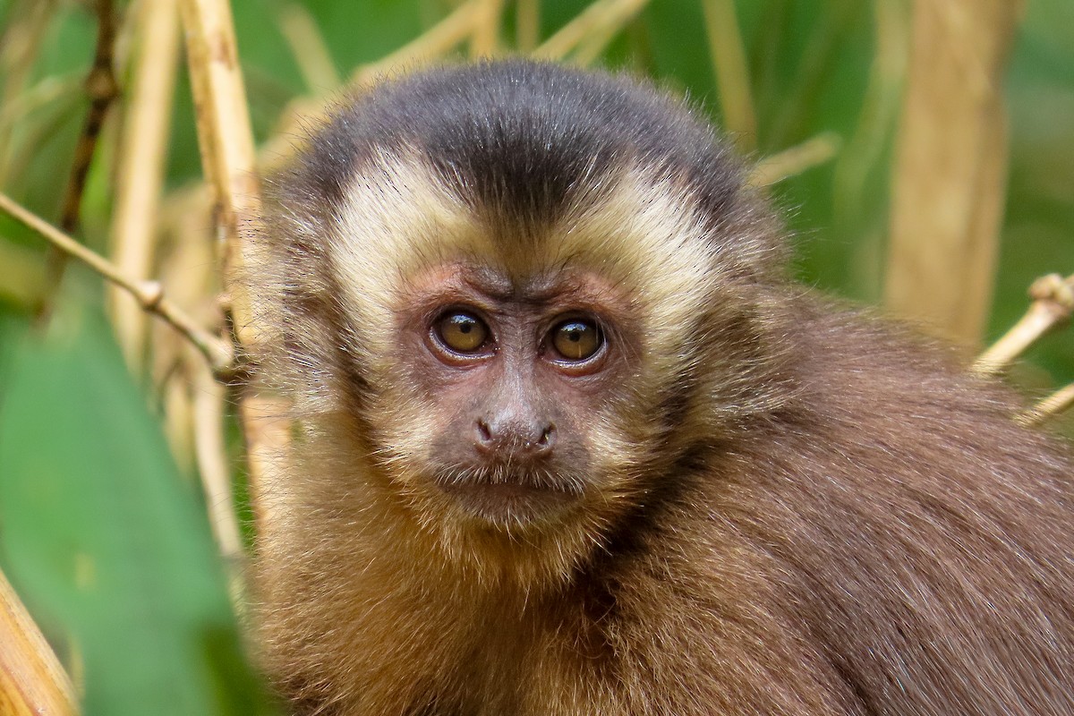 Капуцин-фавн - ML646534525