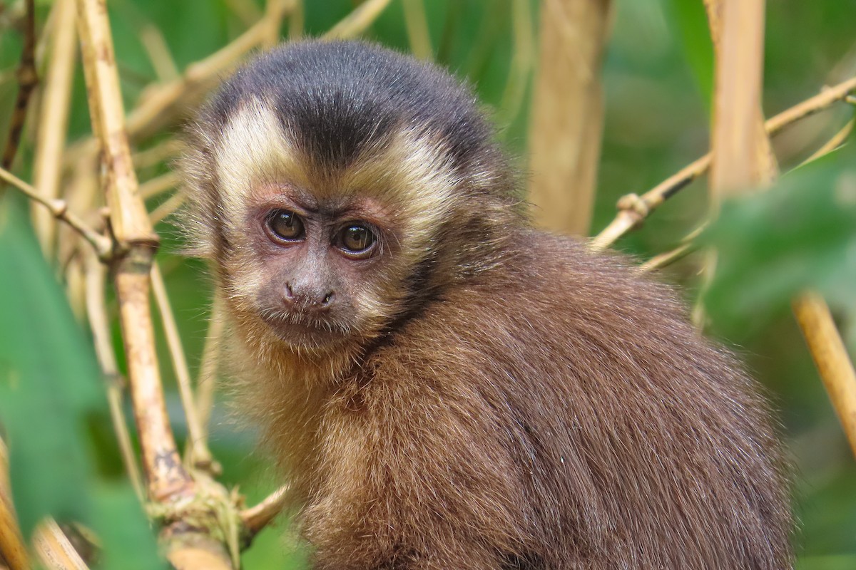 Капуцин-фавн - ML646534526