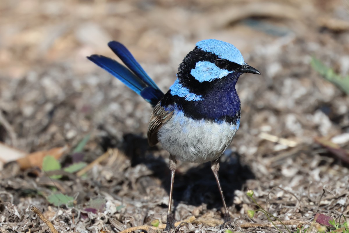 Superb Fairywren - ML646534527
