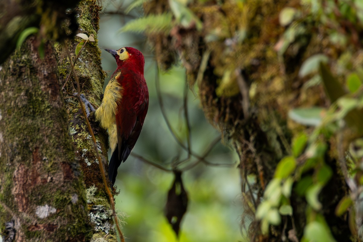 Crimson-mantled Woodpecker - ML646534528