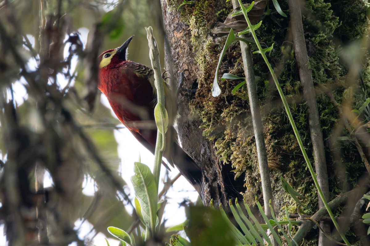 Crimson-mantled Woodpecker - ML646534529