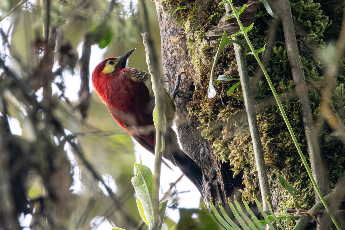 Нарядный дятел - ML646534530