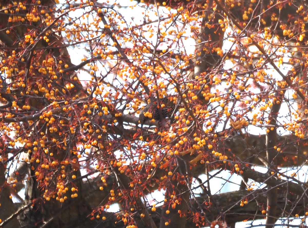 European Starling - ML646534531