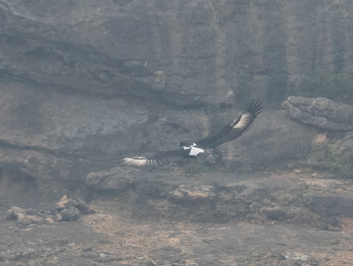 Verreaux's Eagle - ML646534532