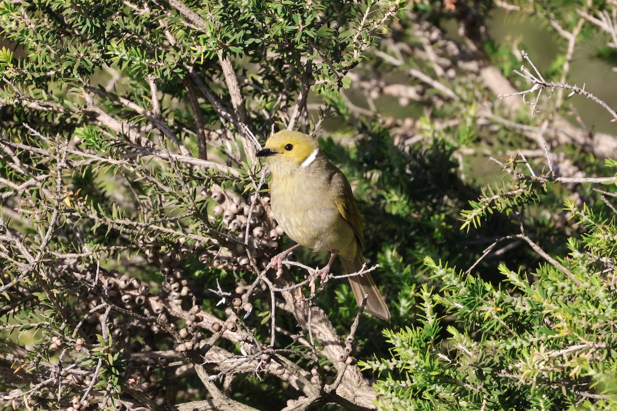 White-plumed Honeyeater - ML646534534