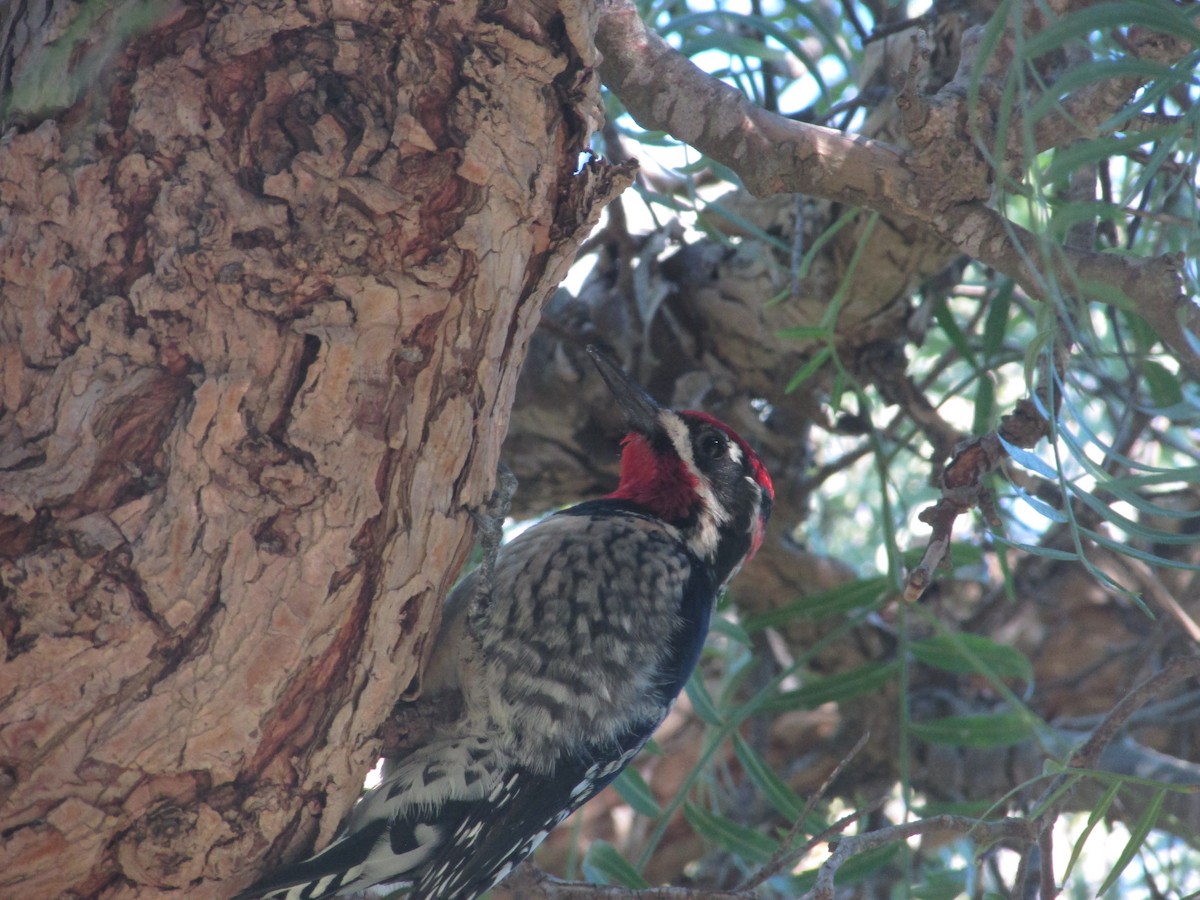 Red-naped Sapsucker - ML646534535