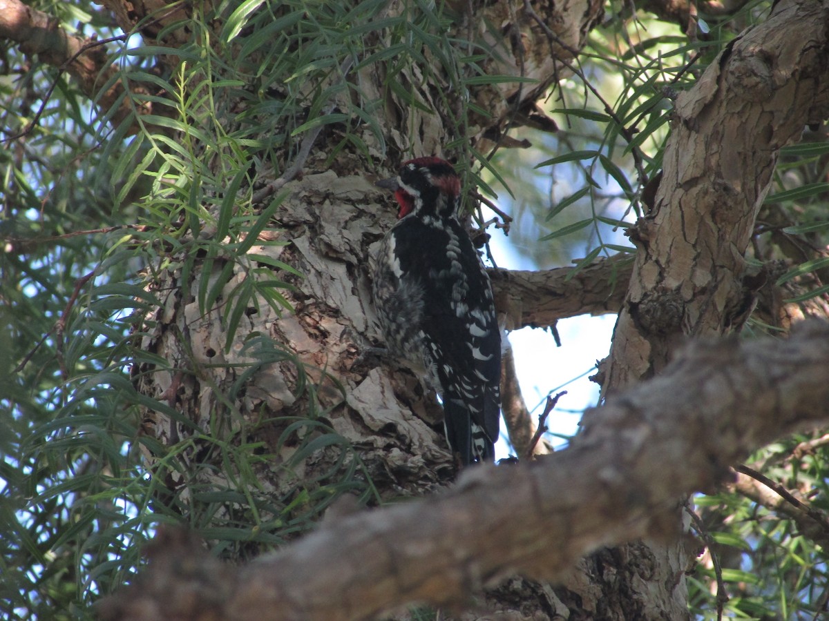 Red-naped Sapsucker - ML646534536