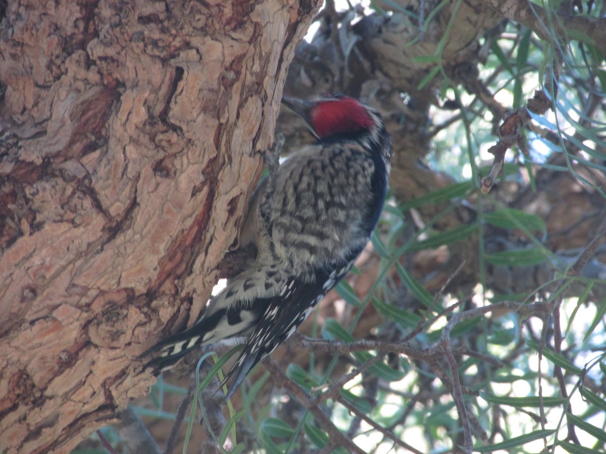 Red-naped Sapsucker - ML646534537