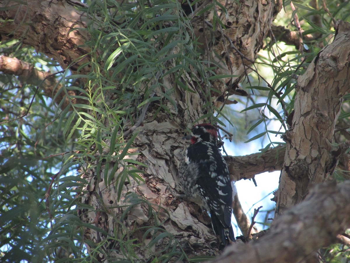 Red-naped Sapsucker - ML646534538