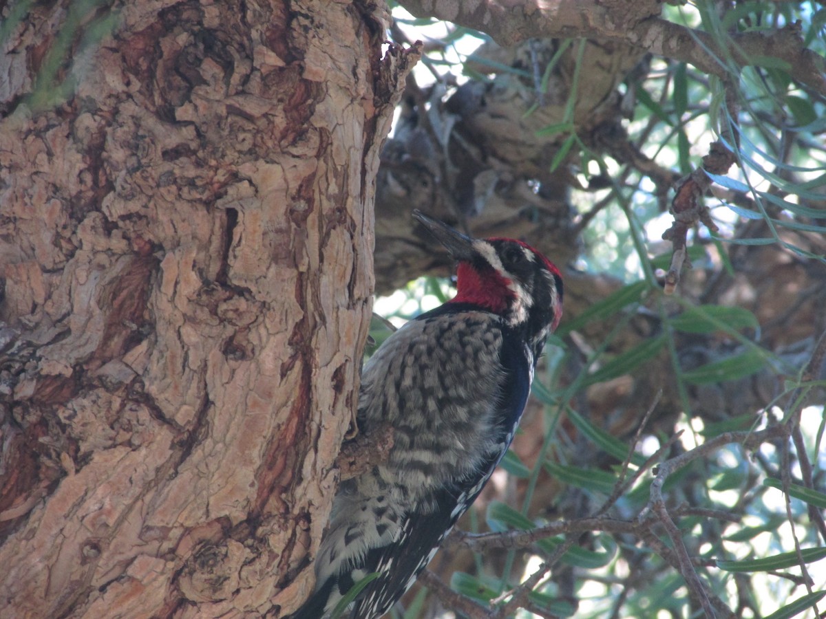 Red-naped Sapsucker - ML646534539
