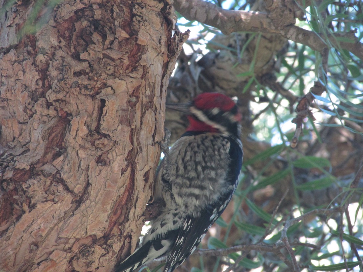 Red-naped Sapsucker - ML646534540