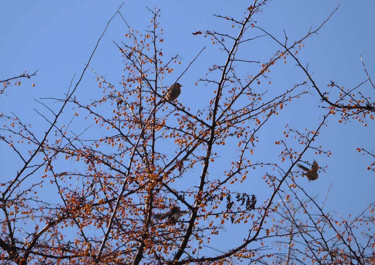 House Finch - ML646534542
