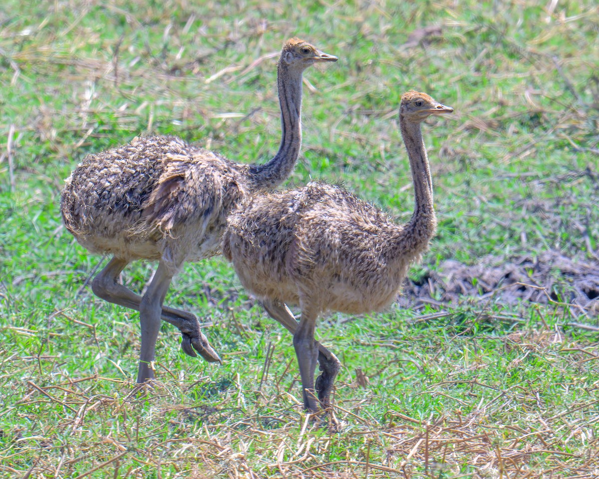 Devekuşu - ML646534545