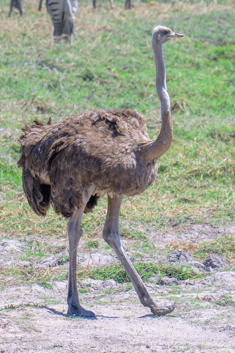 Devekuşu - ML646534547