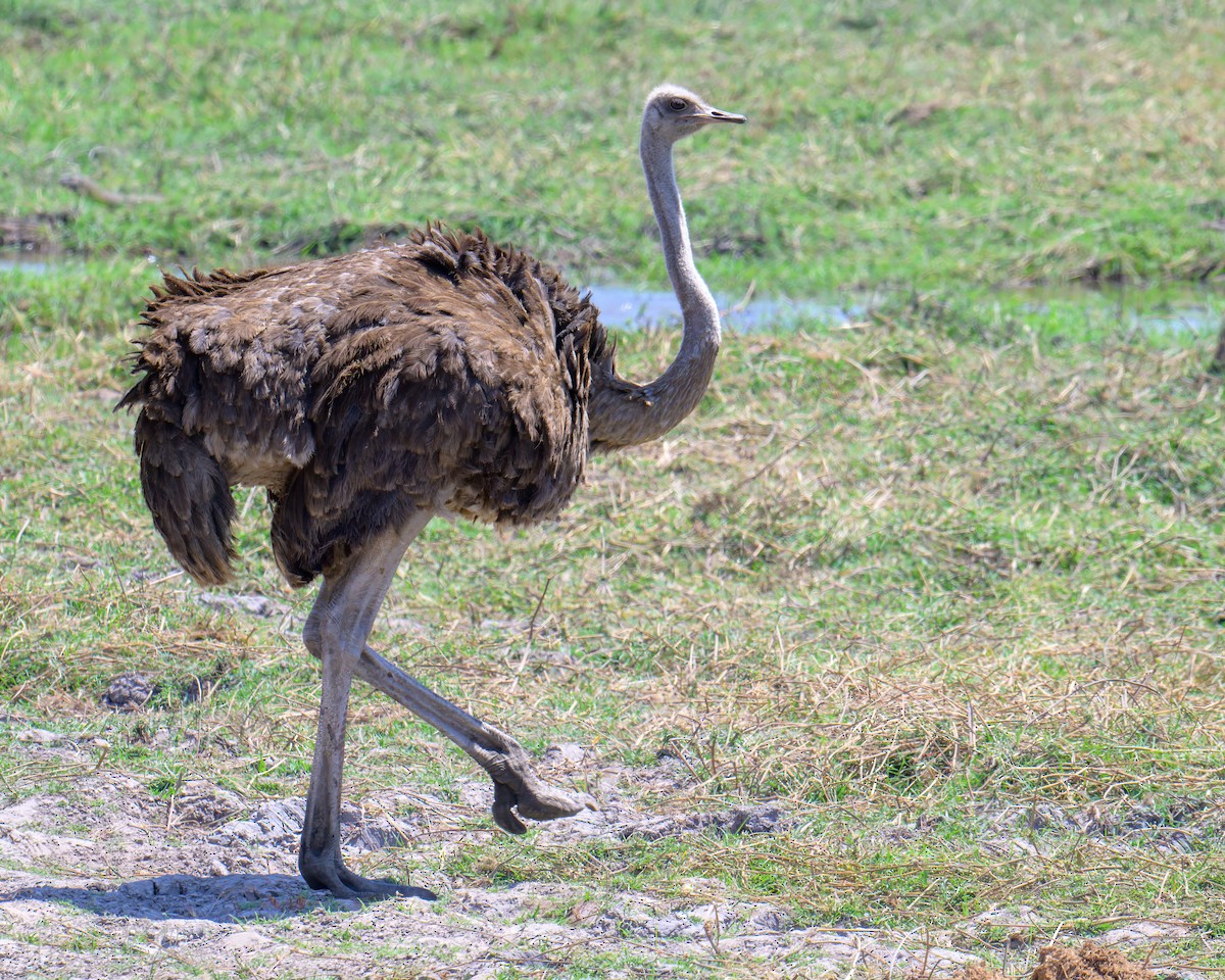 Африканский страус - ML646534549