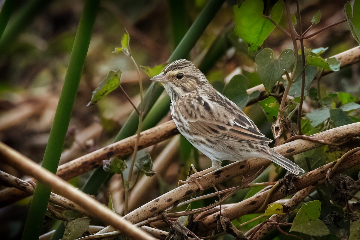 musespurv - ML646534550