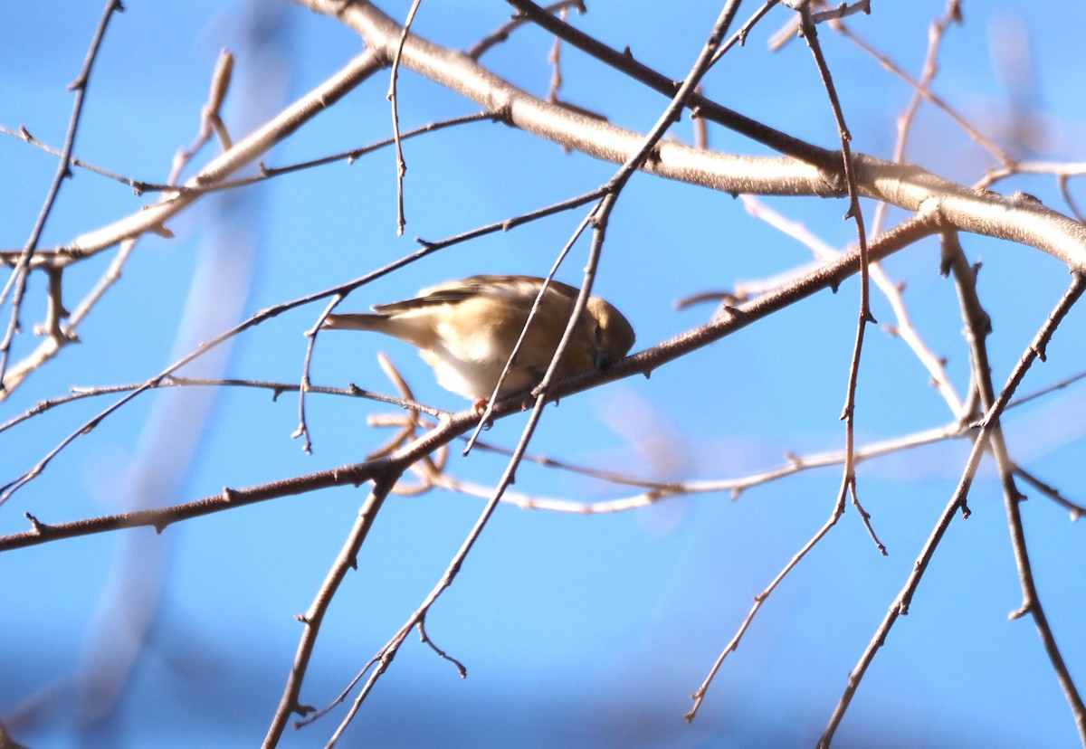 American Goldfinch - ML646534556