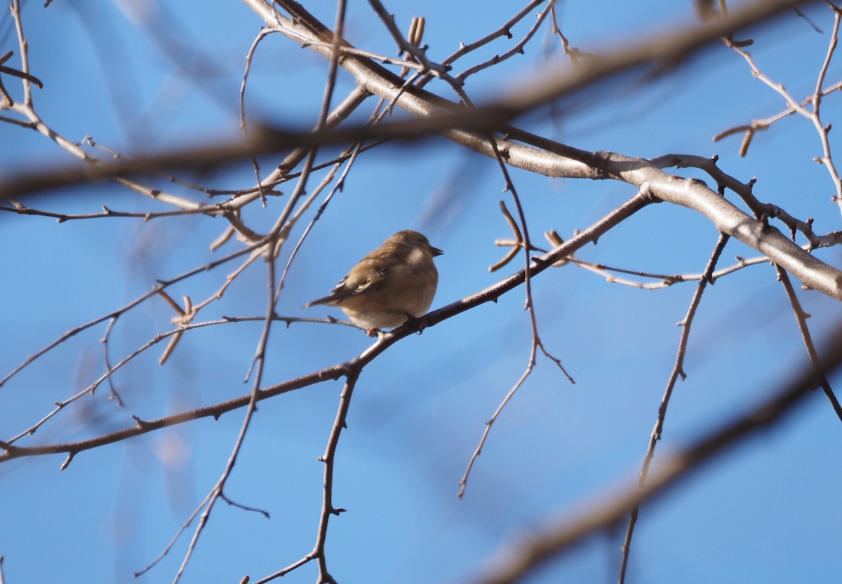 American Goldfinch - ML646534557