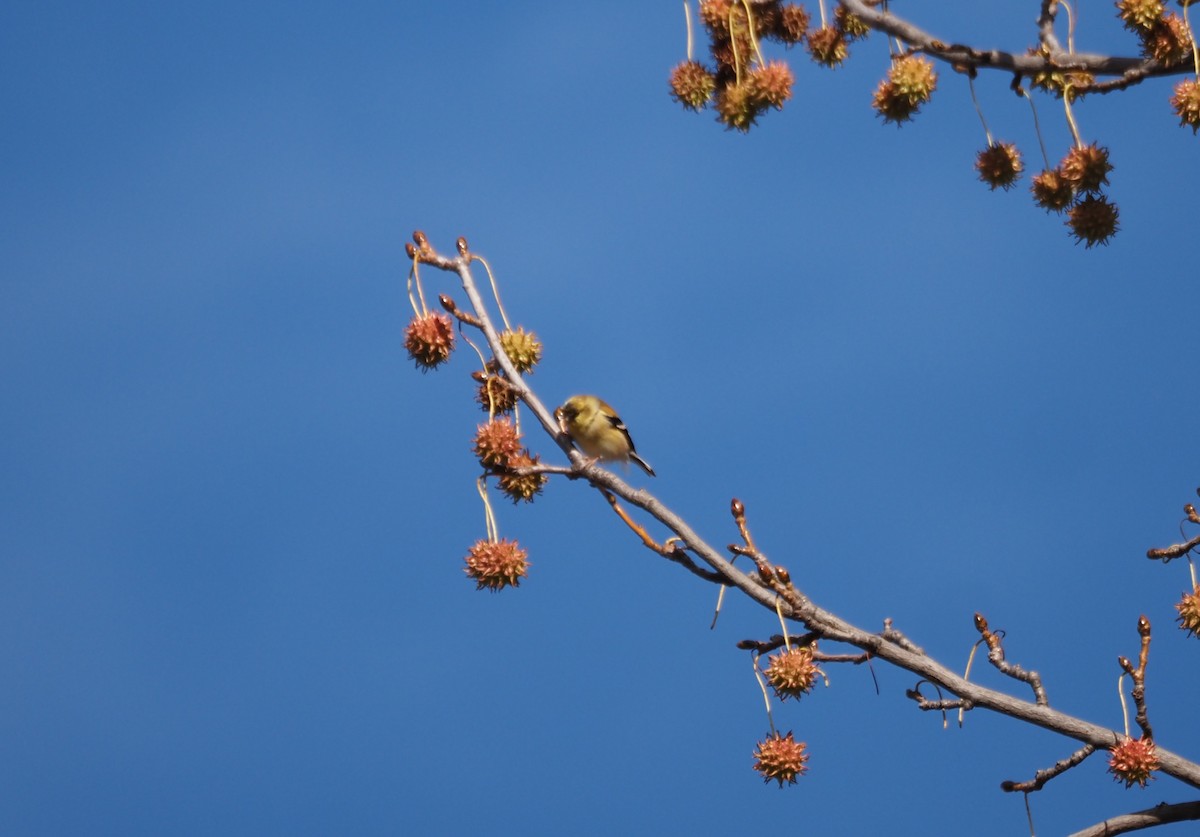 American Goldfinch - ML646534558