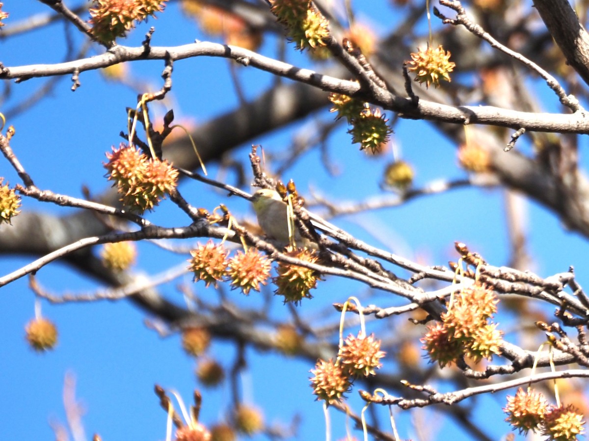 American Goldfinch - ML646534559