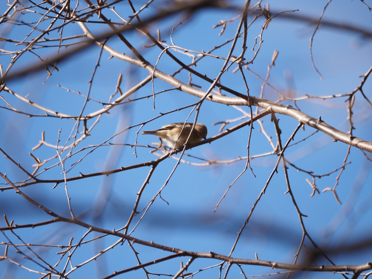 American Goldfinch - ML646534560