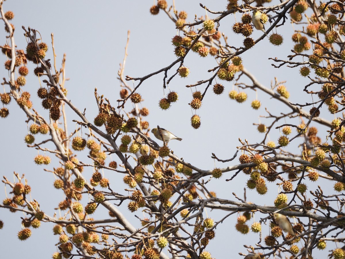 American Goldfinch - ML646534562