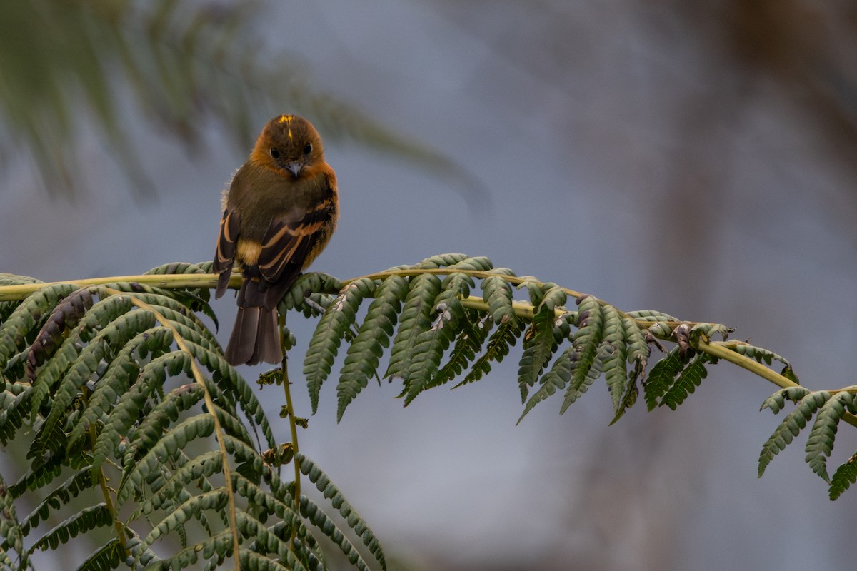 Коричневый мухолов - ML646534564