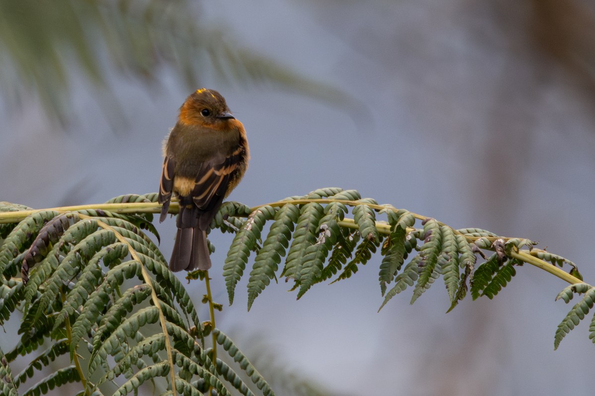 Коричневый мухолов - ML646534565