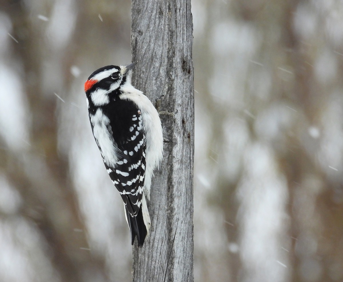 セジロコゲラ - ML646534566