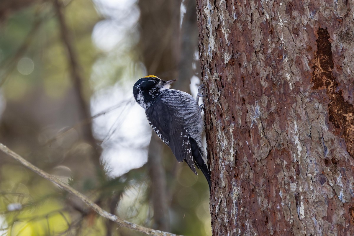 American Three-toed Woodpecker - ML646534567