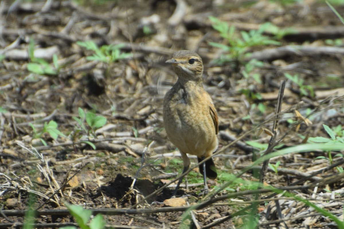 beltesteinskvett - ML646534568