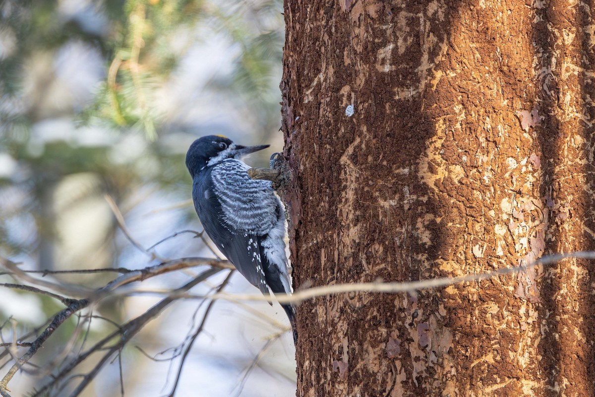 Black-backed Woodpecker - ML646534576