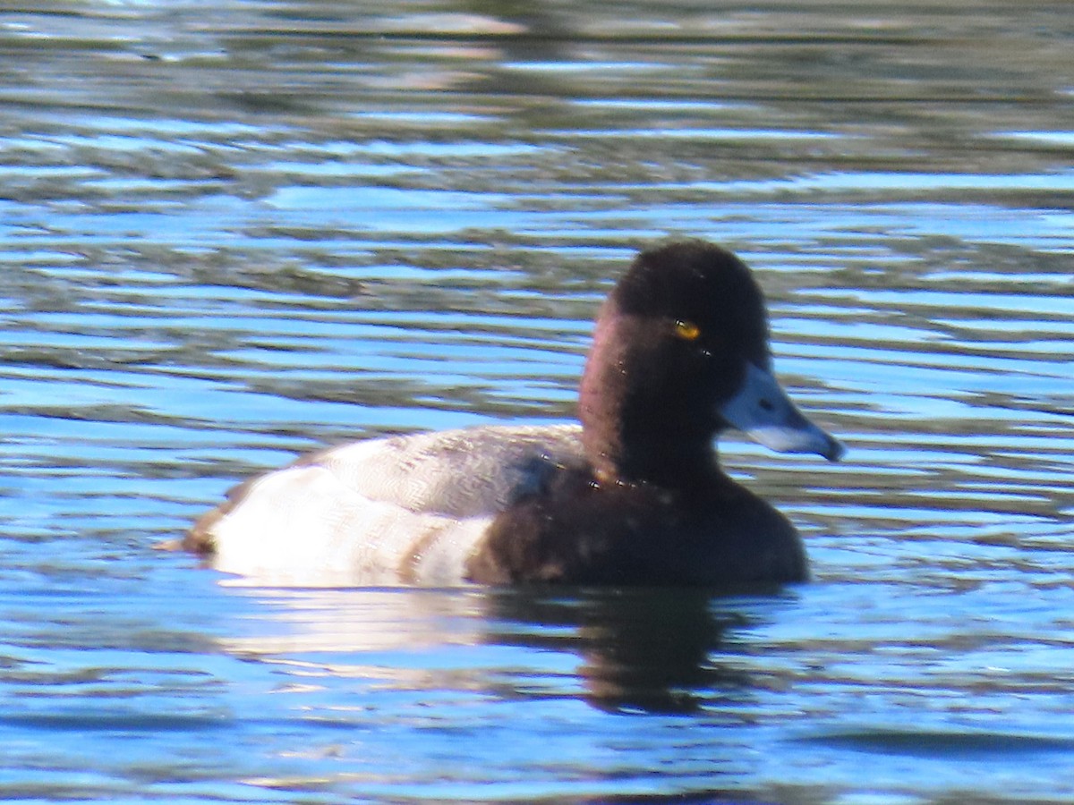 Lesser Scaup - ML646534577