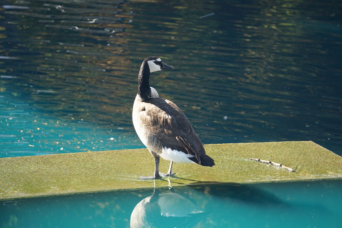 Canada Goose - ML646534578