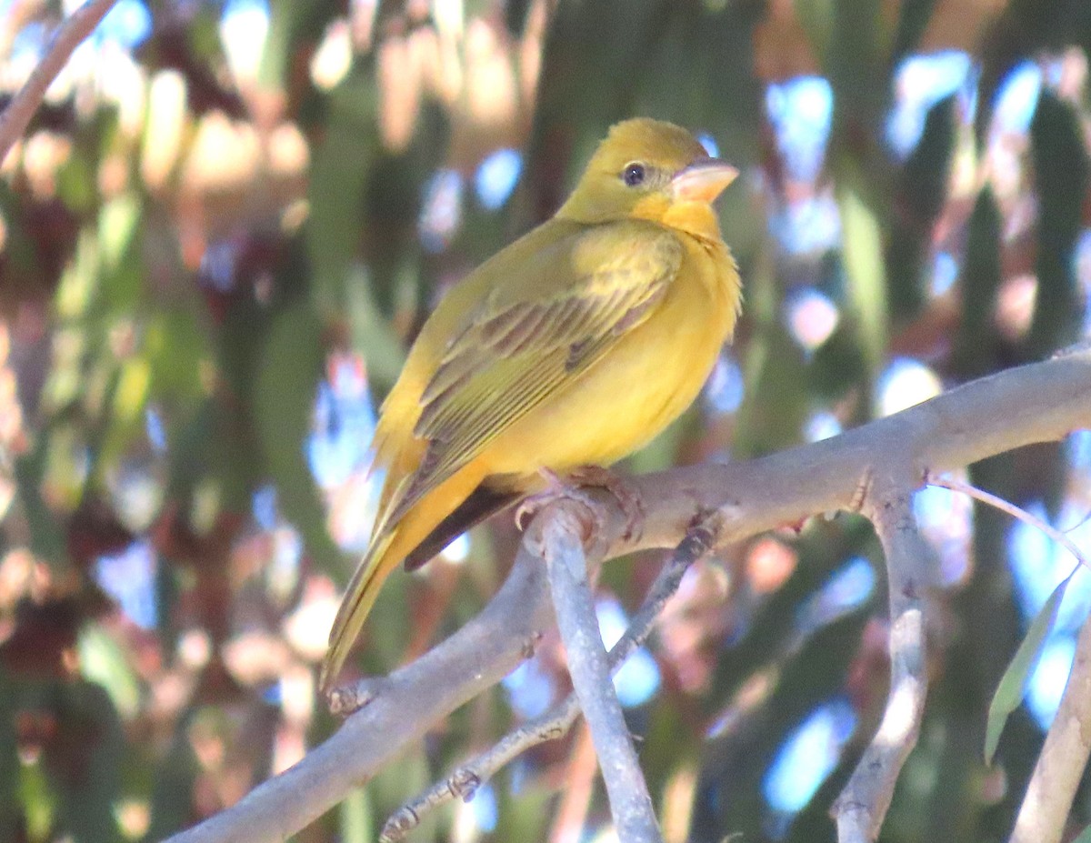 Piranga Roja - ML646534579