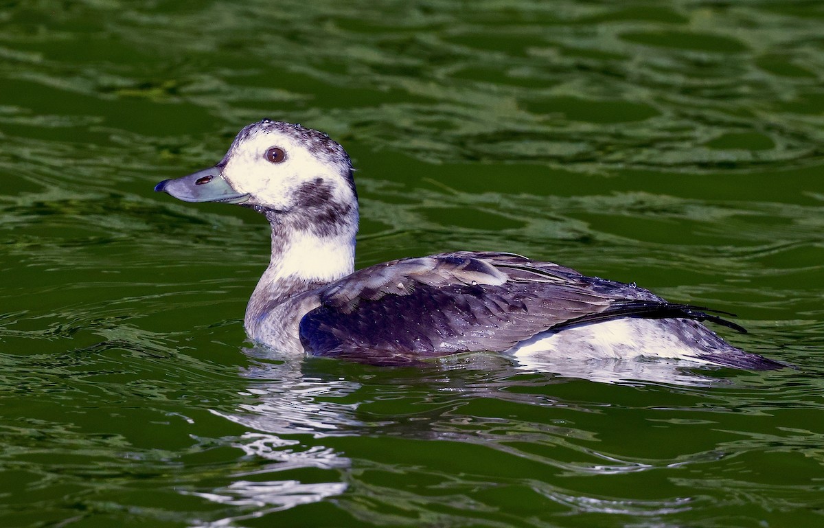 Long-tailed Duck - ML646534580