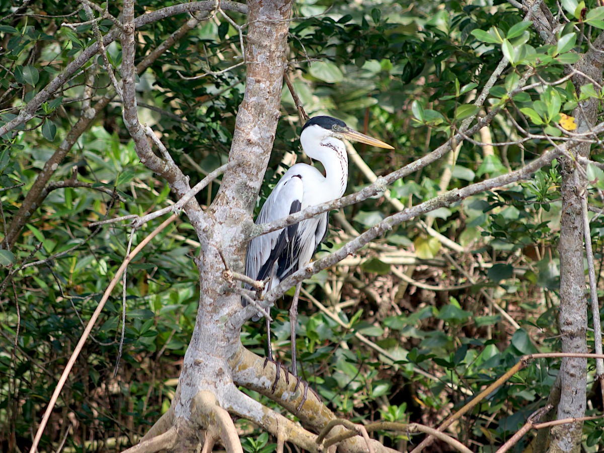 Cocoi Heron - ML646534586