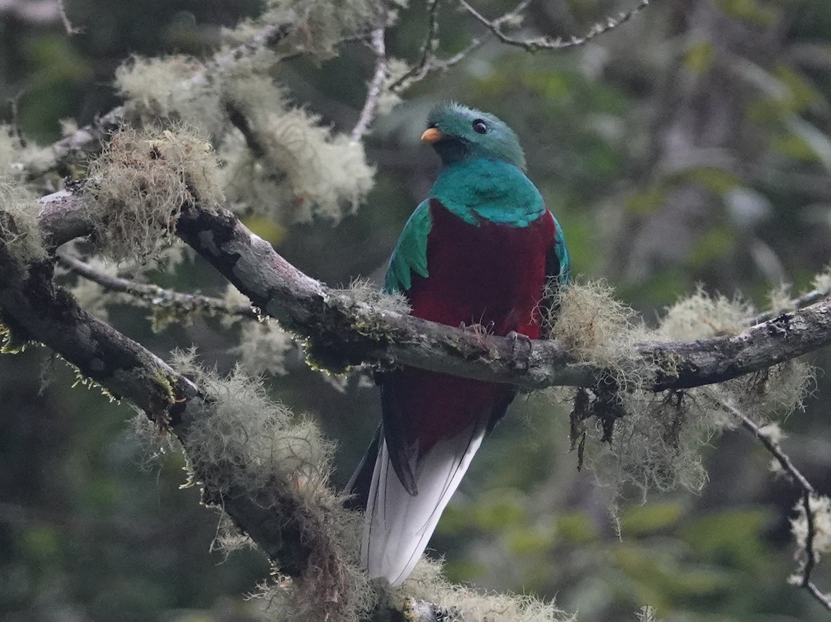 Resplendent Quetzal (Costa Rican) - ML646534587